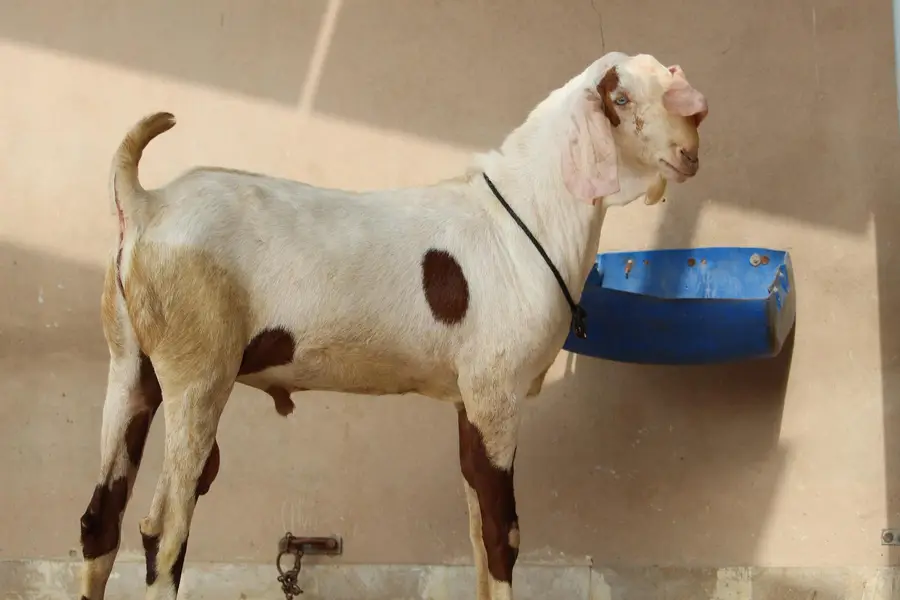Bakra/Rajanpori abluck bakra for sale — photo 9