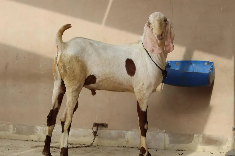 Bakra/Rajanpori abluck bakra for sale — photo 10