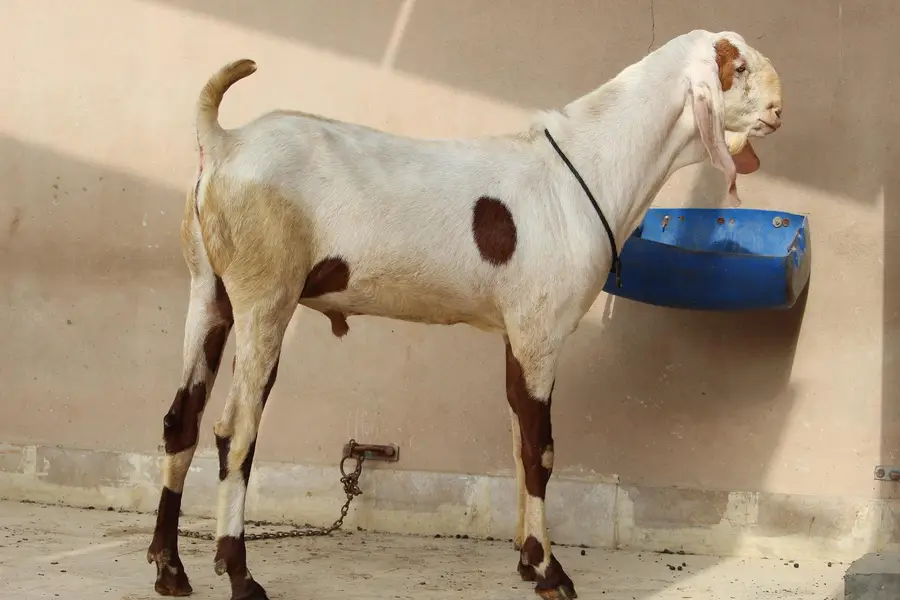 Bakra/Rajanpori abluck bakra for sale — photo 11