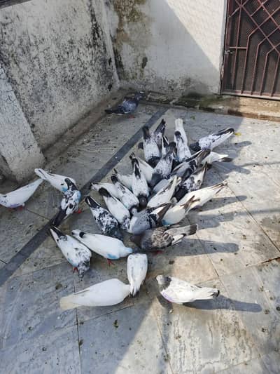 mix pigeons for sale