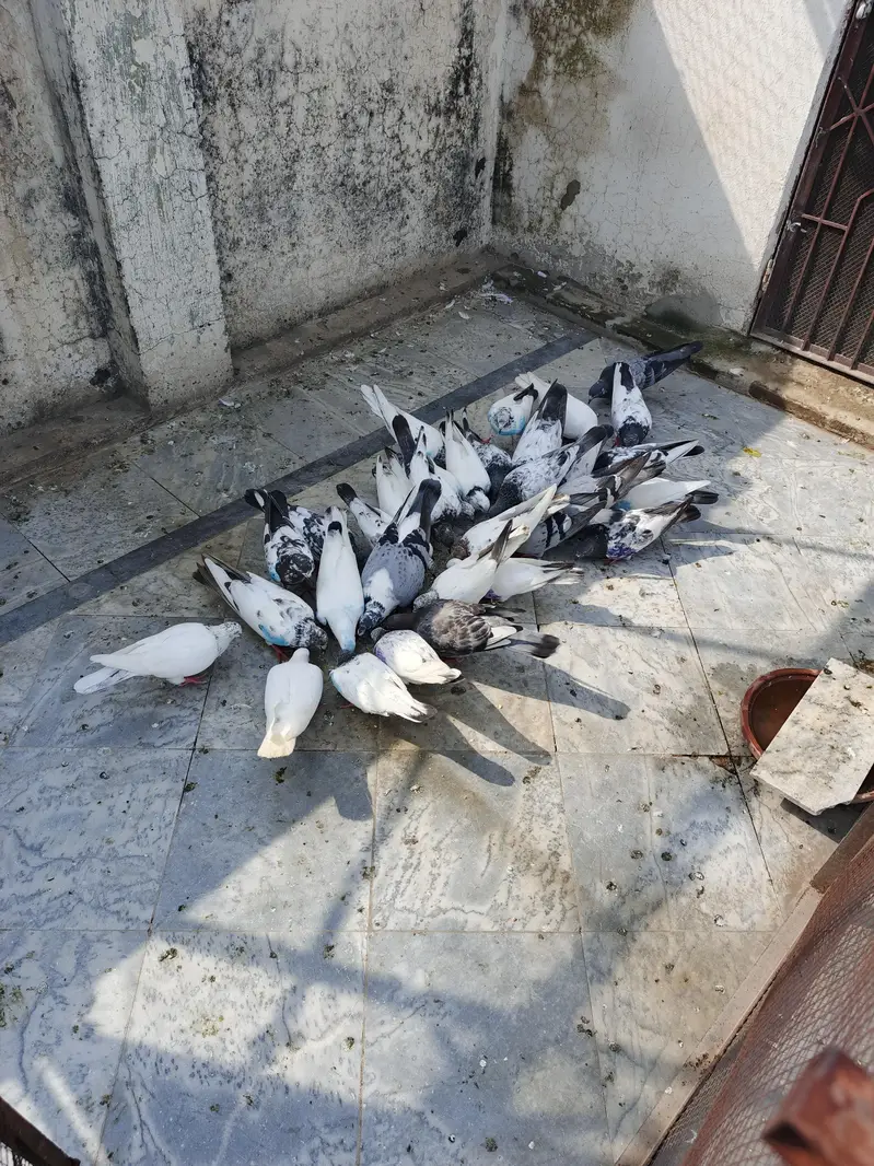 mix pigeons for sale — photo 2