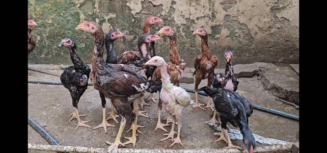 Aseel home breed chicks_chuza_hen_murgha_murgh_murghi_cage_