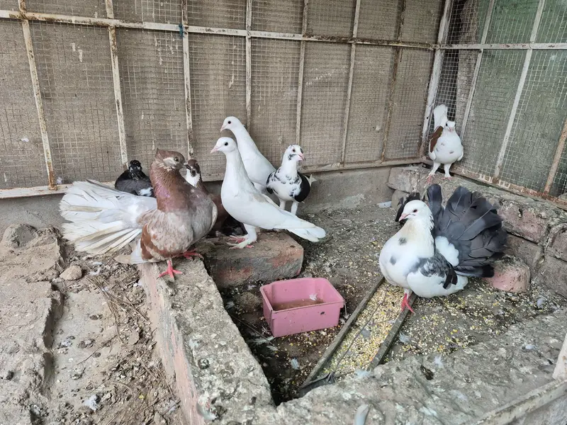 8 pegions hain 2 pairs hain in m or 1 bacha hia 1 month ka — photo 3