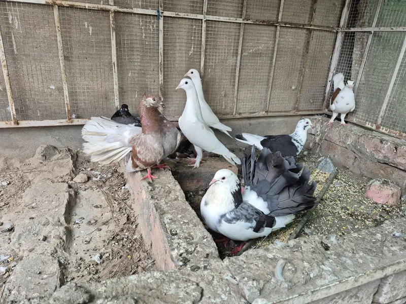 8 pegions hain 2 pairs hain in m or 1 bacha hia 1 month ka — photo 4