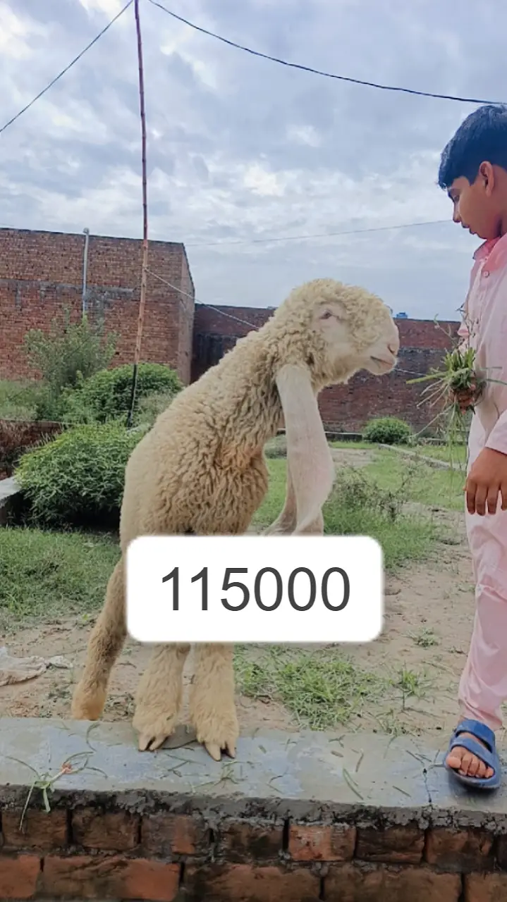 kajla sheep | kajla chatra | kajla  for sale | Dumba for sale