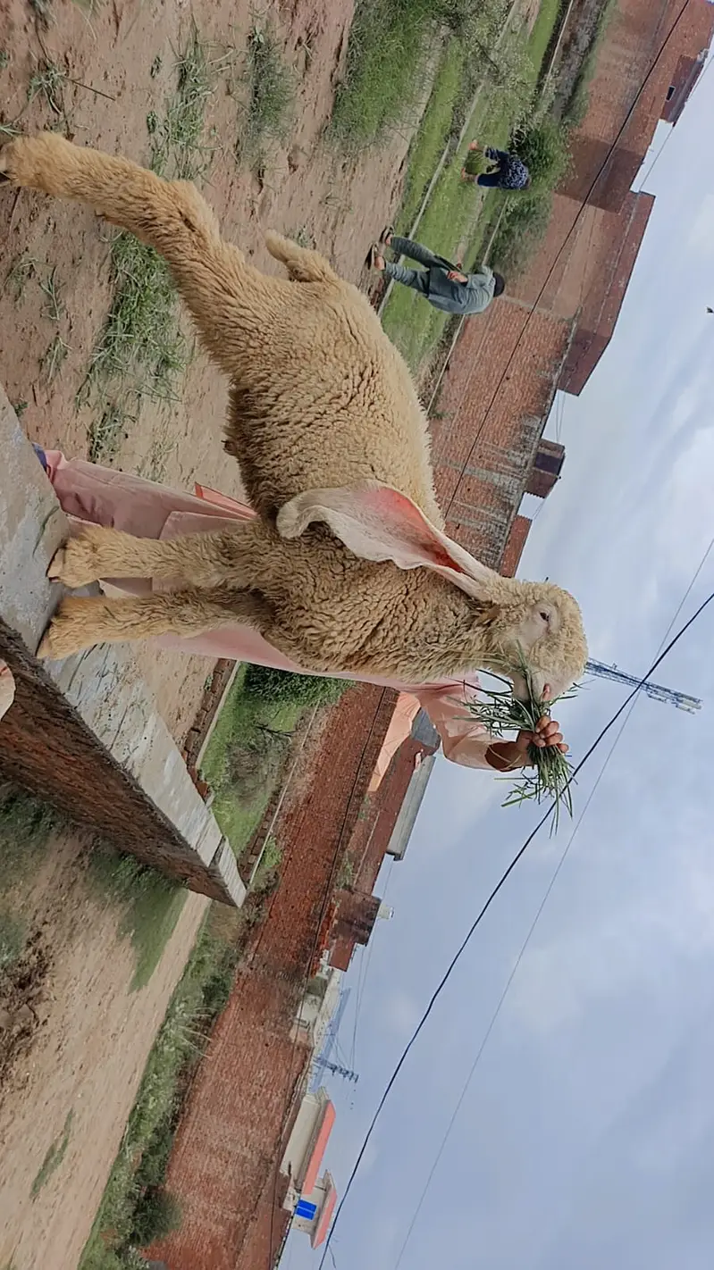 kajla sheep | kajla chatra | kajla  for sale | Dumba for sale — photo 4