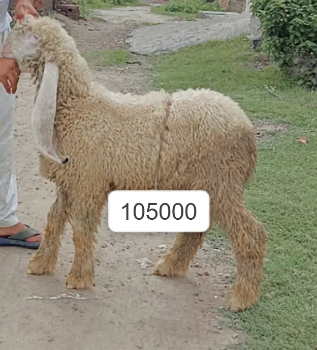 kajla sheep | kajla chatra | kajla  for sale | Dumba for sale — photo 5