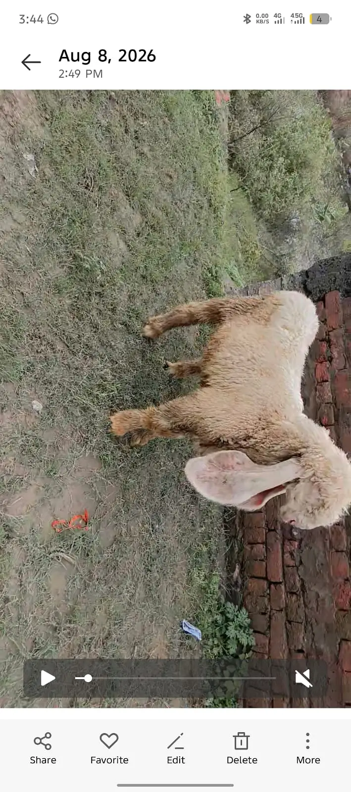 kajla sheep | kajla chatra | kajla  for sale | Dumba for sale — photo 6