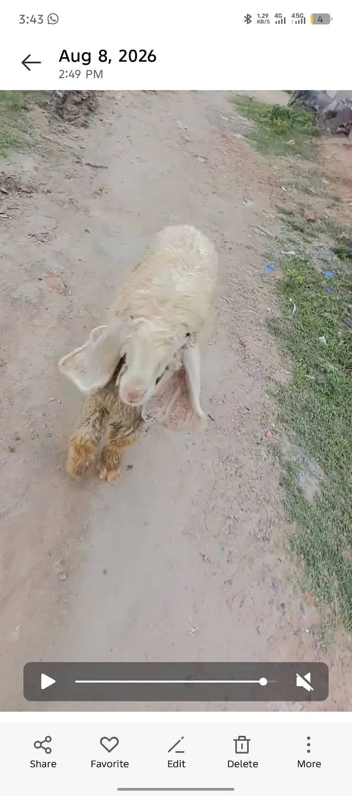 kajla sheep | kajla chatra | kajla  for sale | Dumba for sale — photo 7