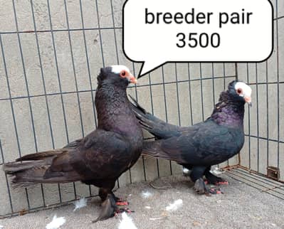 fancy pigeons/swallow/fantail/Jacobin/frillback/lahori sherazi/norwich