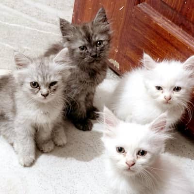 4 Cute Persian Kittens for Sale – 2 Months Old
