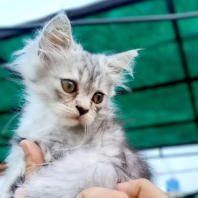 4 Cute Persian Kittens for Sale – 2 Months Old — photo 3