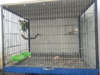 Green parrot pair