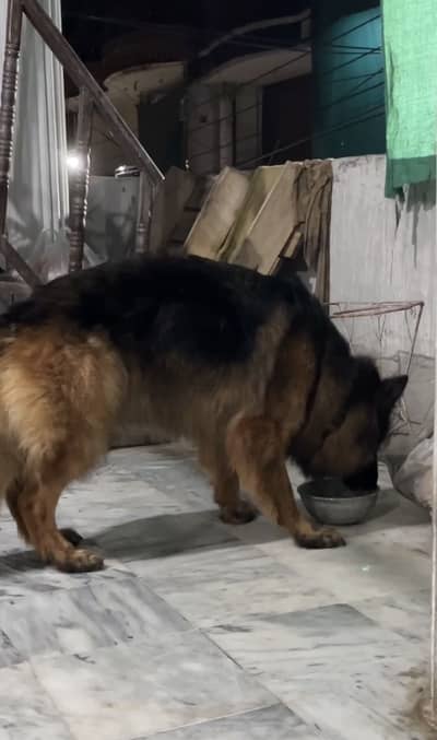 Breeder gsd female for urgent sale