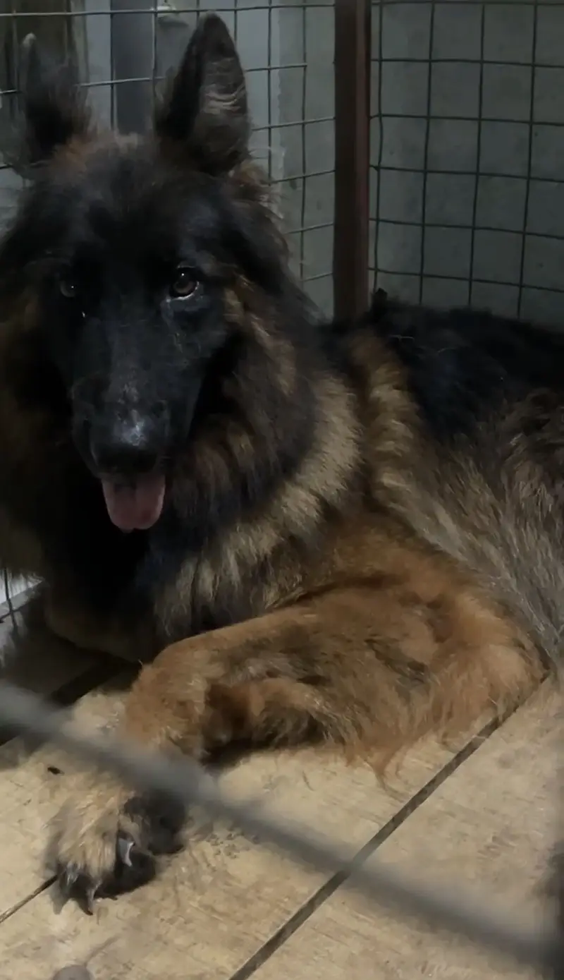 Breeder gsd female for urgent sale — photo 2