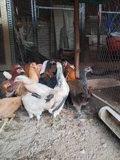 Golden Misri Desi hens pathian | Desi murgia