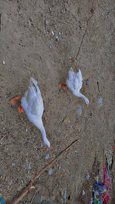 White duck  pair sale