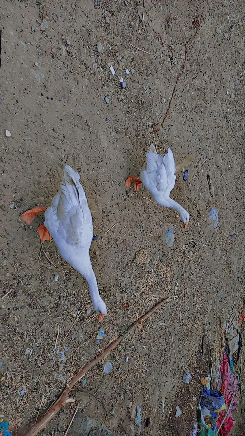 White duck  pair sale