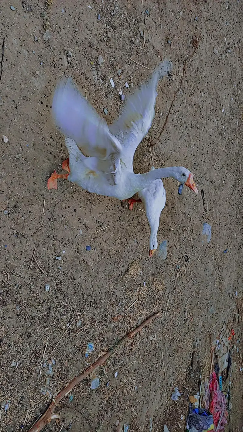 White duck  pair sale — photo 2