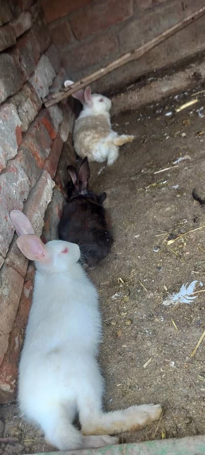 rabbit