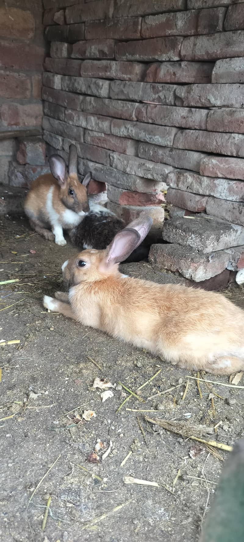 rabbit 1