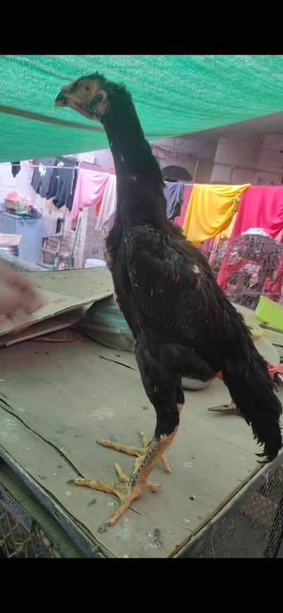 Black o shamo pullet