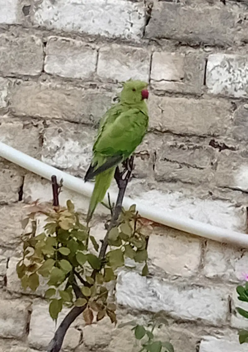 Healthy and Active Pair — photo 2
