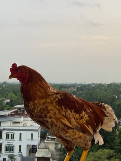 Aseel and Misri Roosters for 10k