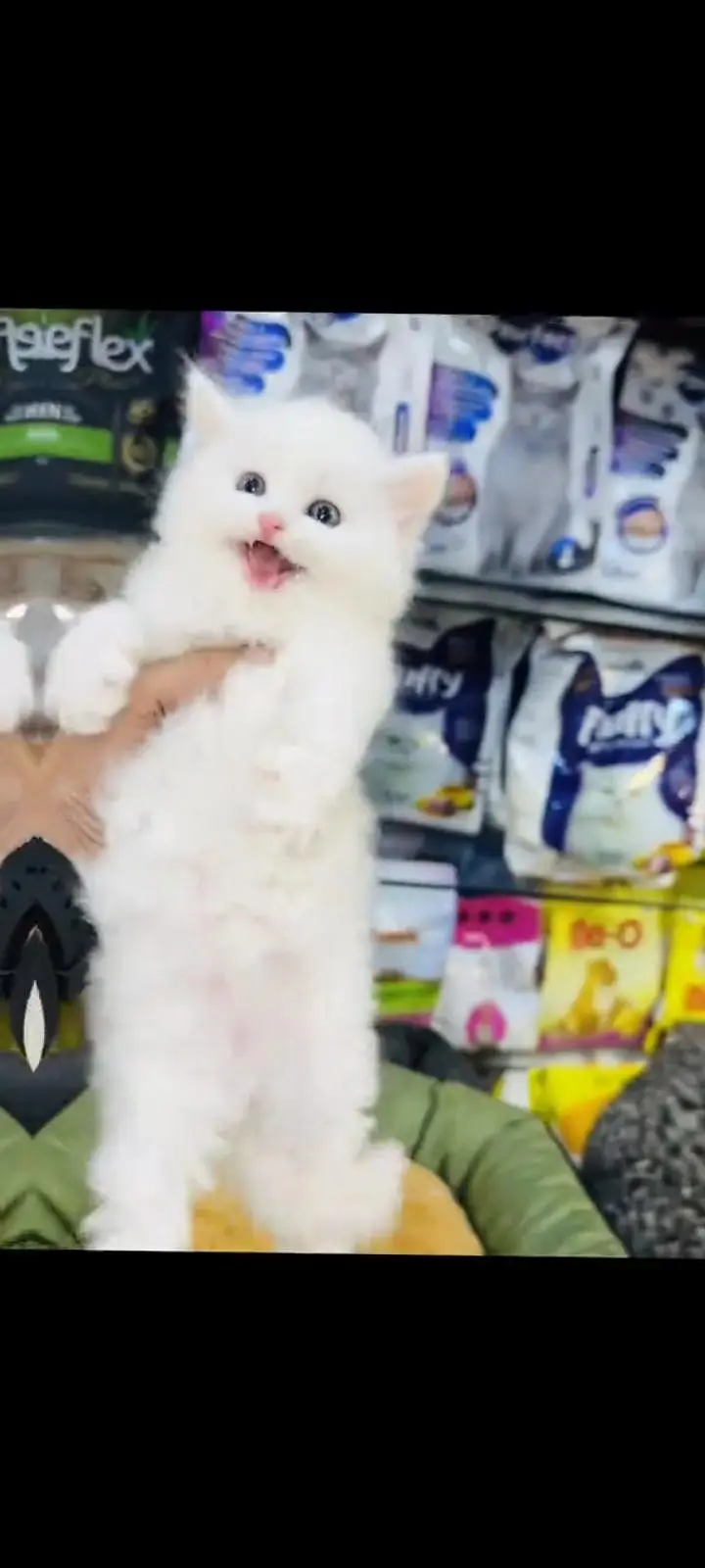 persian cat for sale — photo 3