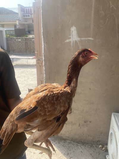 Pure Aseel Madi / Pathi Mianwali Cross breed