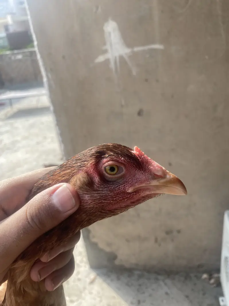 Pure Aseel Madi / Pathi Mianwali Cross breed — photo 2