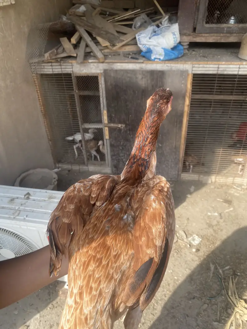 Pure Aseel Madi / Pathi Mianwali Cross breed — photo 3