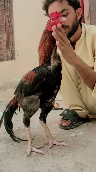 Aseel murga for sale contact whtsap 03009643530