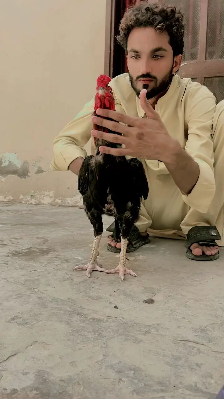 Aseel murga for sale contact whtsap 03009643530 — photo 5