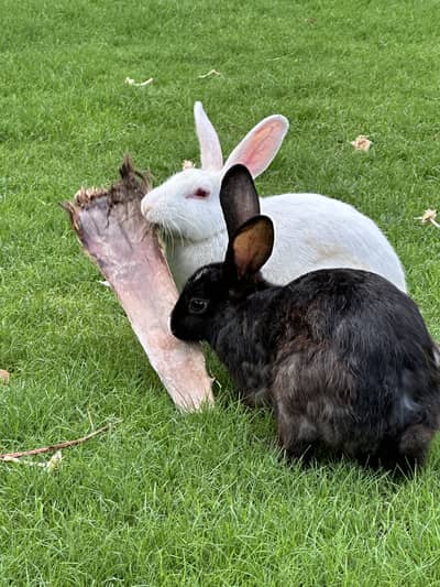 Rabbit for sell