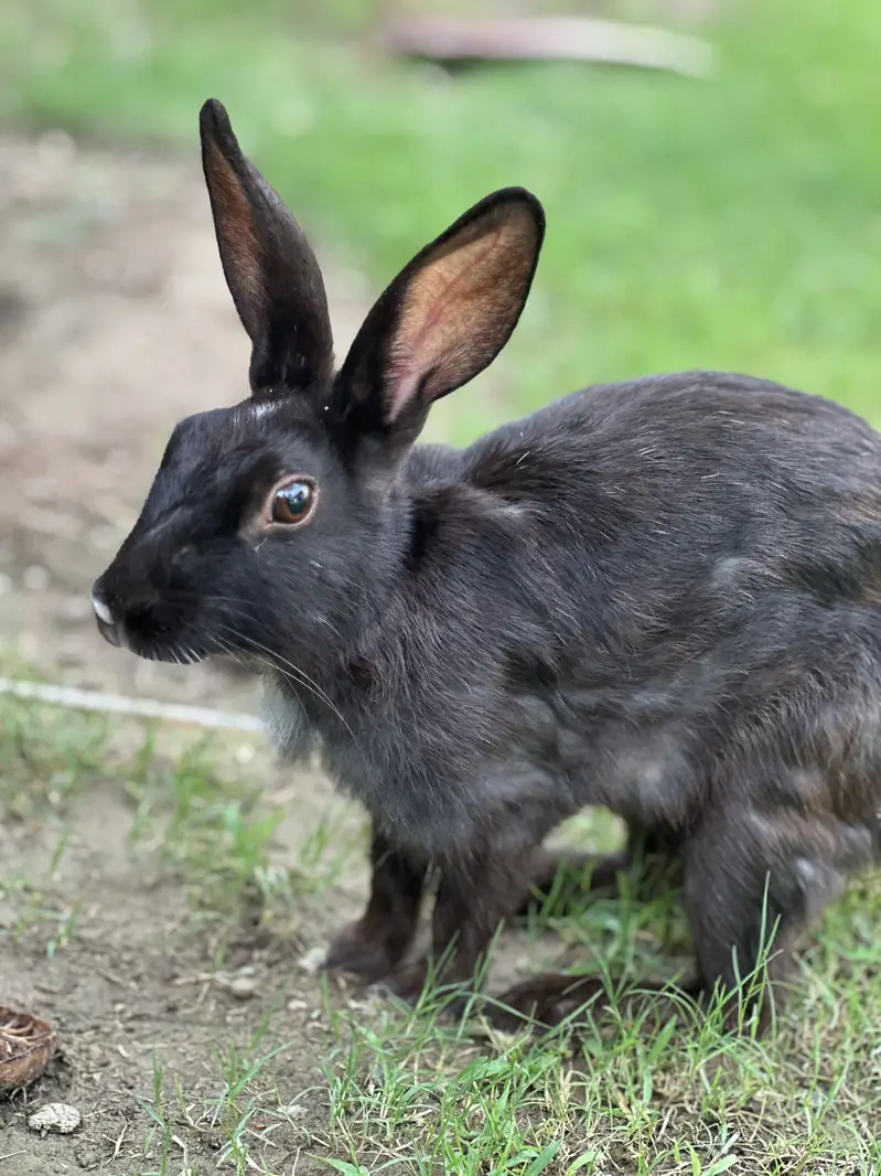 Rabbit for sell — photo 2