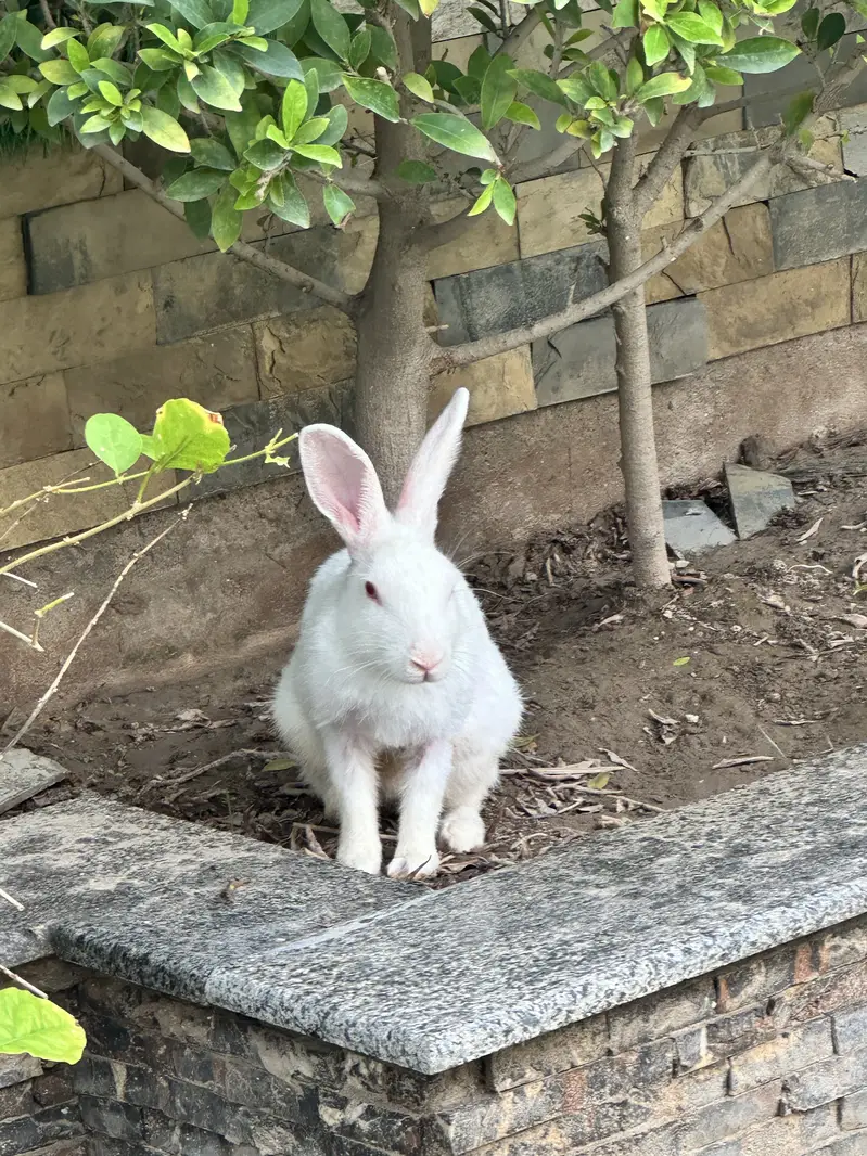 Rabbit for sell — photo 3