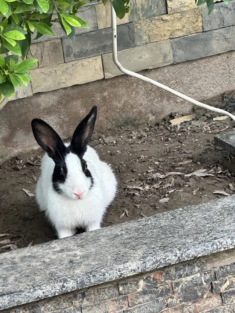 Rabbit for sell — photo 4