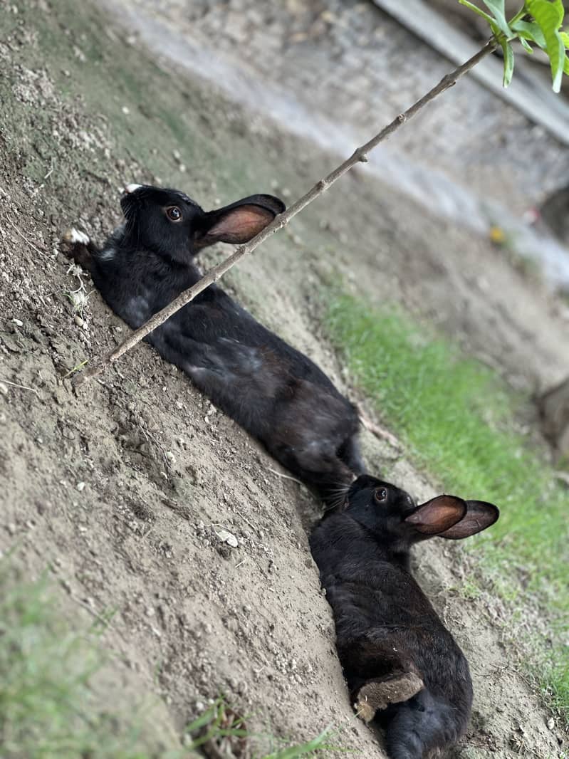 Rabbit for sell 4