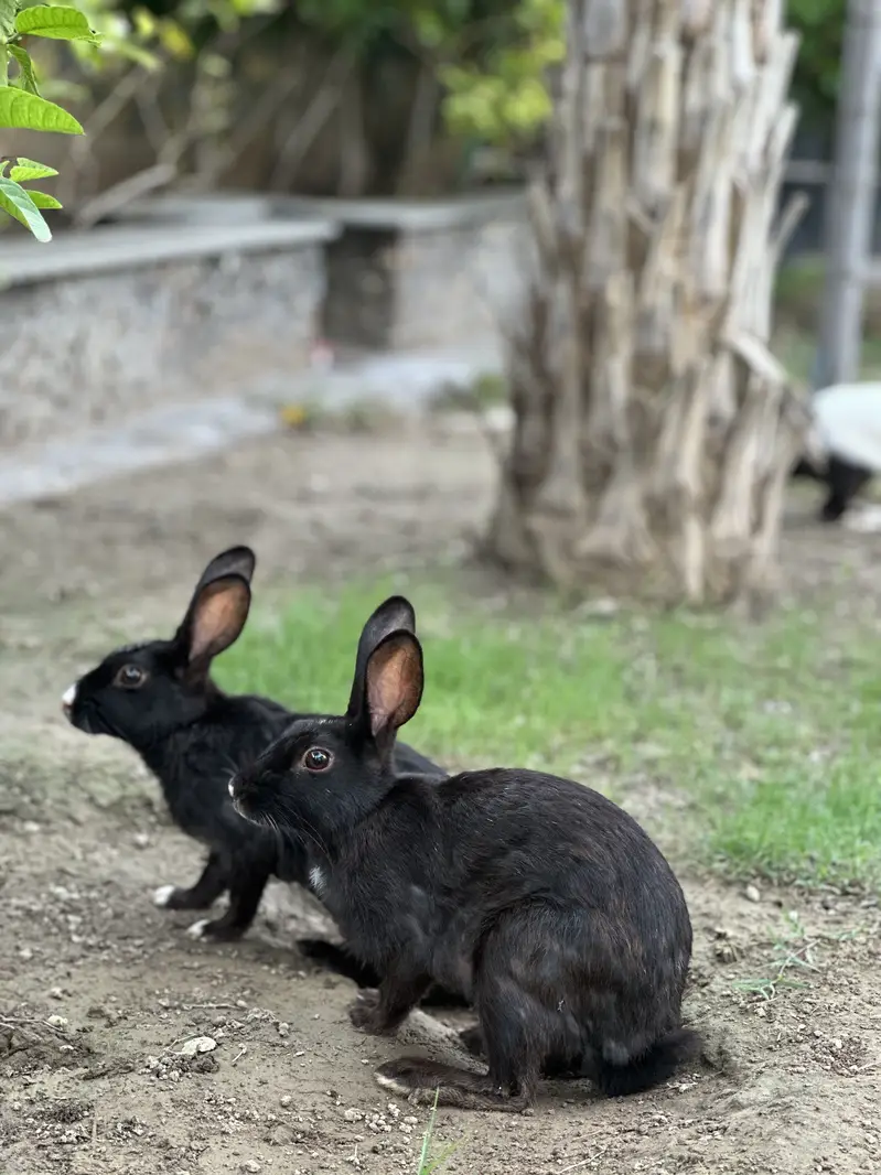 Rabbit for sell — photo 6