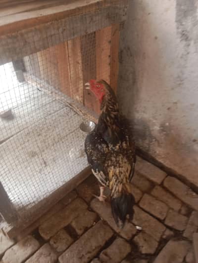 urgent sale aseel murga mianwali