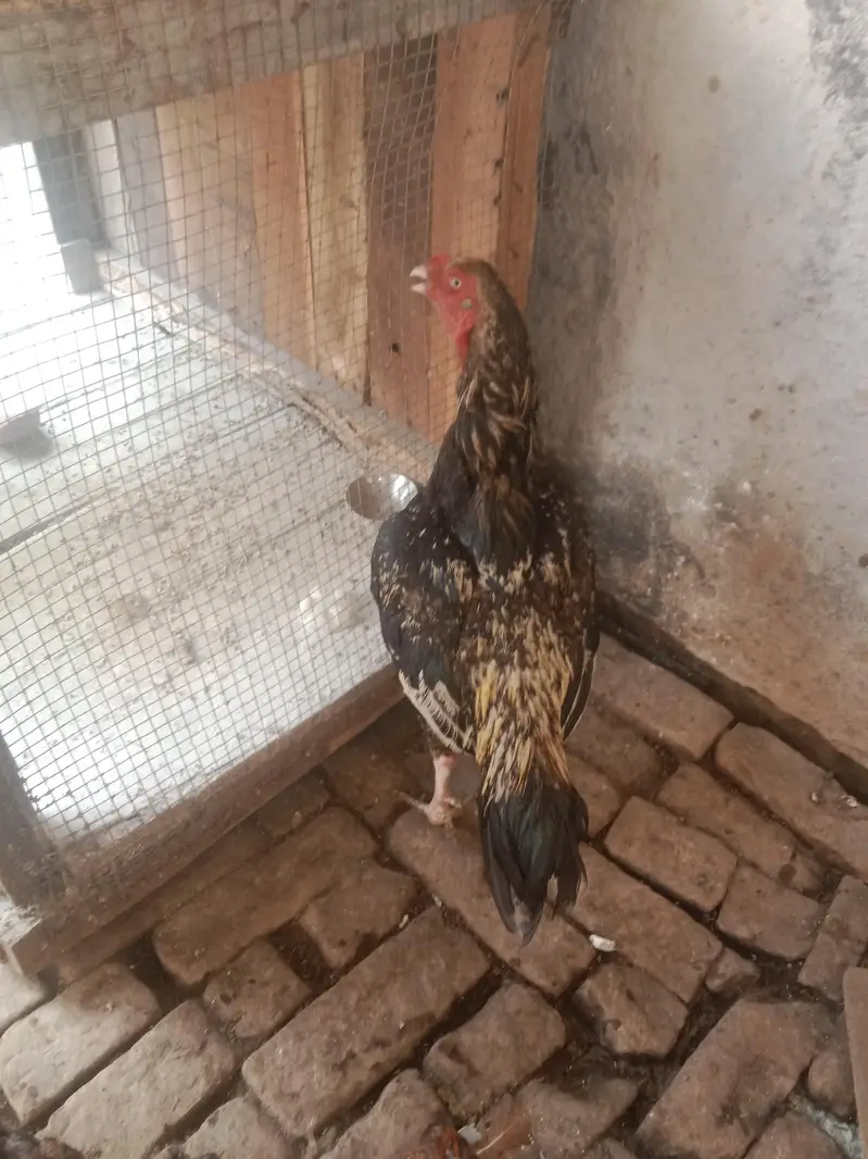 urgent sale aseel murga mianwali — photo 2