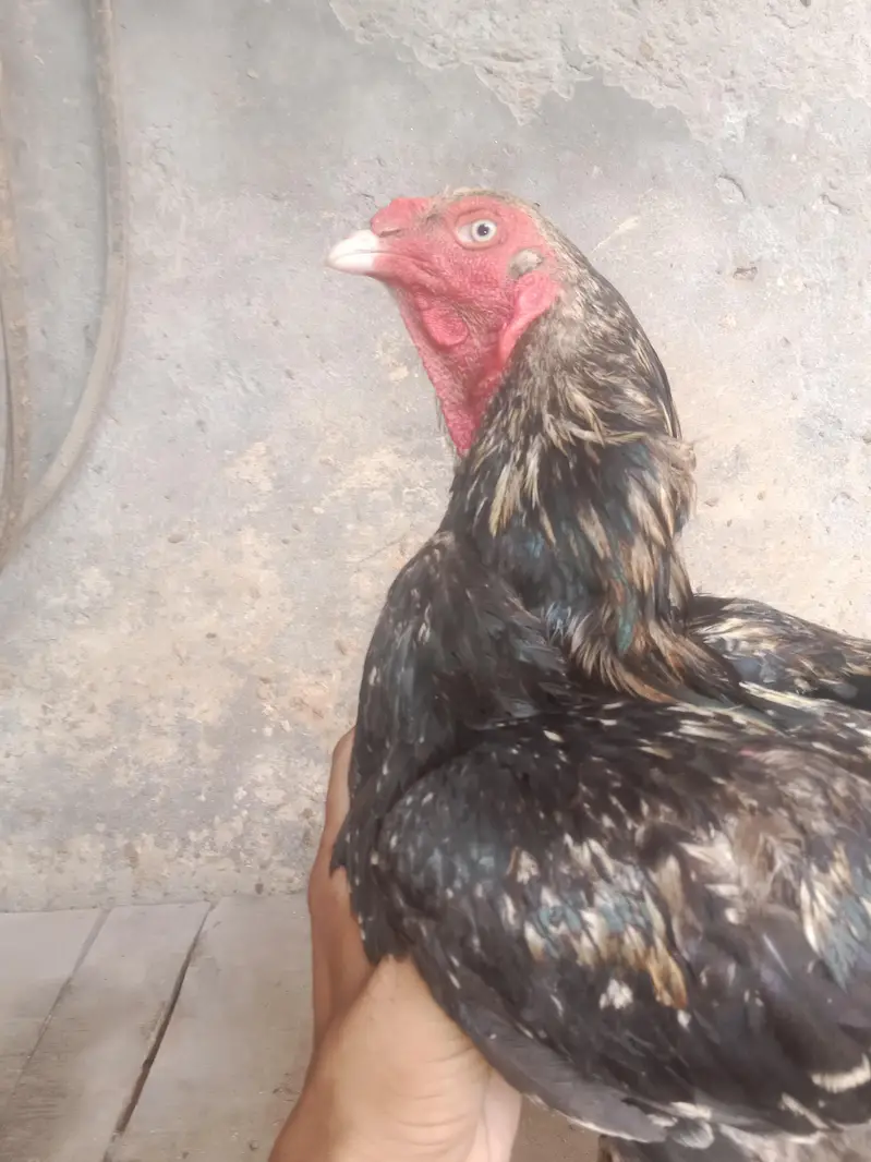 urgent sale aseel murga mianwali — photo 3