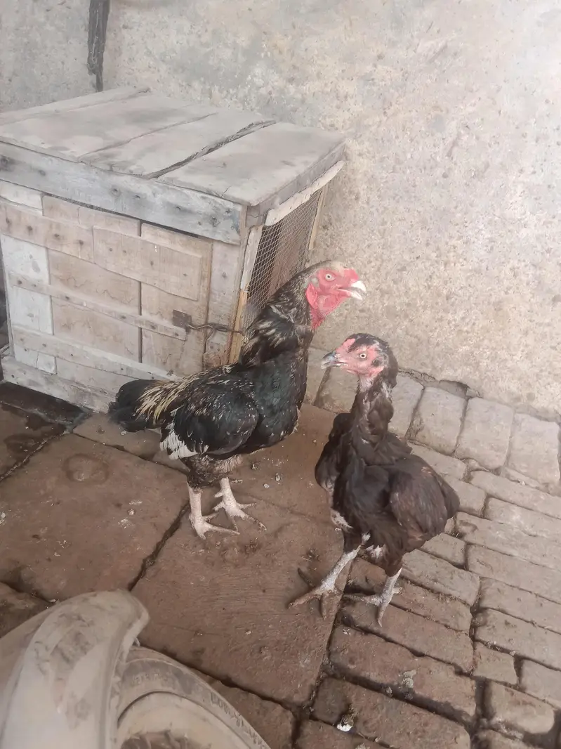 urgent sale aseel murga mianwali — photo 4