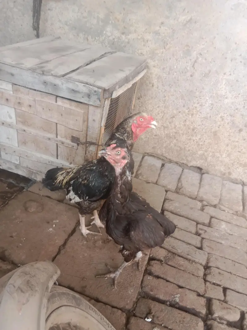 urgent sale aseel murga mianwali — photo 5