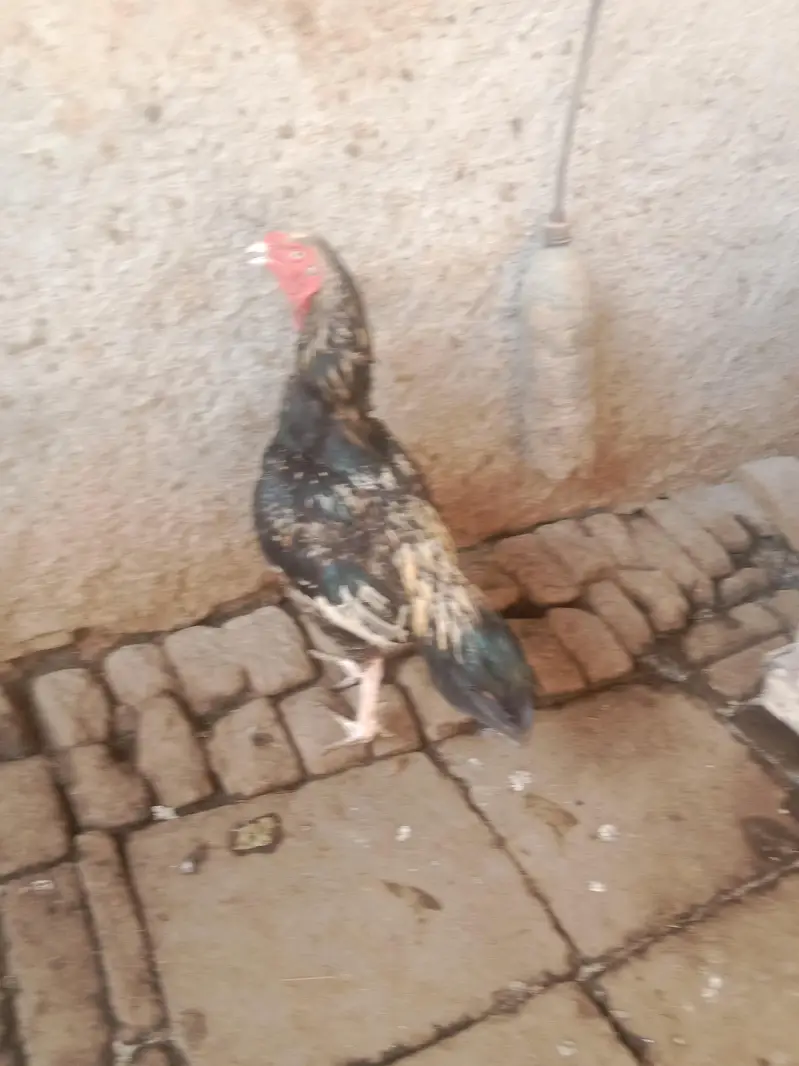 urgent sale aseel murga mianwali — photo 6