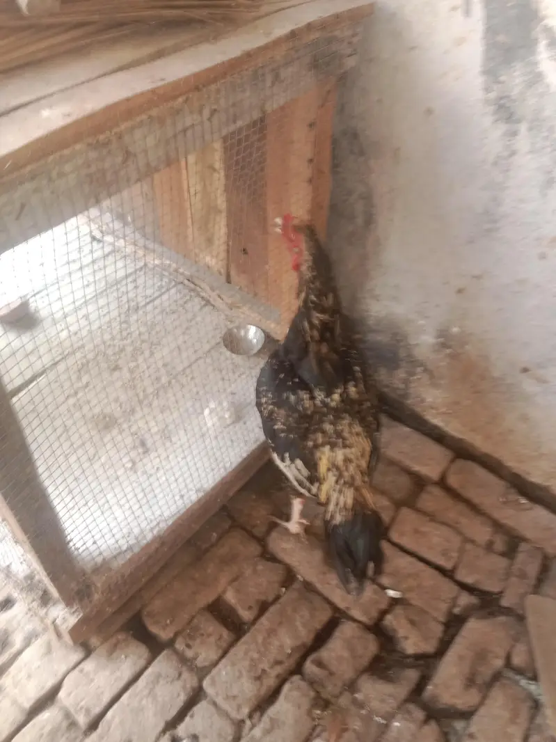 urgent sale aseel murga mianwali — photo 7