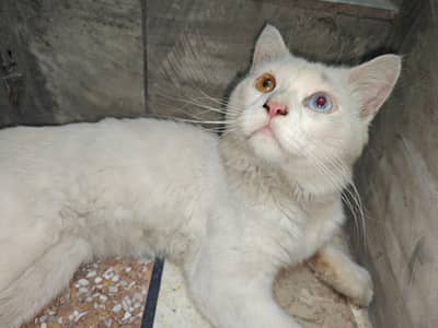 Female Persian Cat Odd Eyes