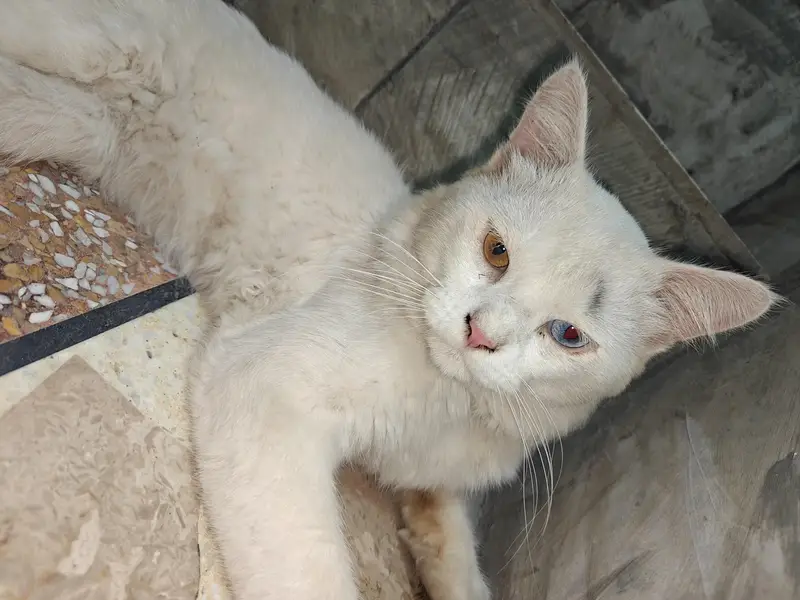Female Persian Cat Odd Eyes — photo 2
