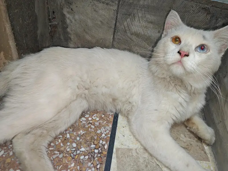 Female Persian Cat Odd Eyes — photo 3